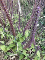 Teucrium hircanicum