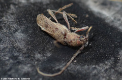 Brothylus gemmulatus