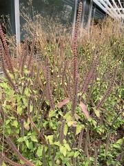 Teucrium hircanicum