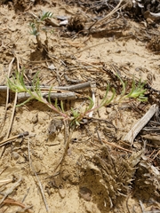 Ipomopsis longiflora