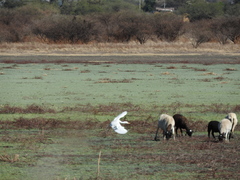 Bubulcus ibis