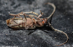 Brothylus gemmulatus