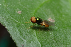 Microchrysa flaviventris