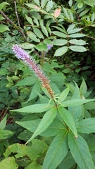 Veronicastrum