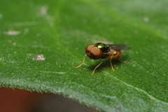Microchrysa flaviventris