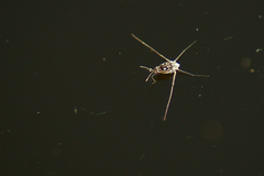 Trepobates pictus