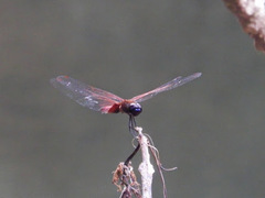 Tramea transmarina
