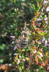 Andrena fuscipes