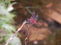 Tramea transmarina