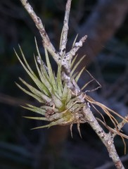 Tillandsia fasciculata
