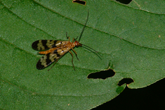 Panorpa helena