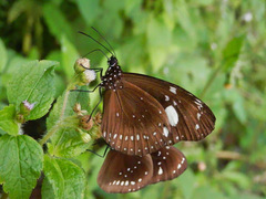 Euploea lewinii