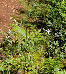 Ligusticum californicum