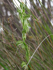 Pterostylis smaragdyna