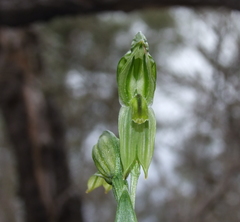 Pterostylis smaragdyna