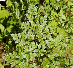 Ligusticum californicum
