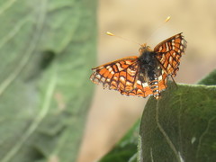 Euphydryas chalcedona sierra