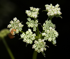 Ligusticum californicum