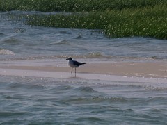 Leucophaeus atricilla megalopterus