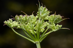 Ligusticum californicum
