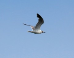 Leucophaeus atricilla megalopterus