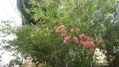 Archilochus alexandri