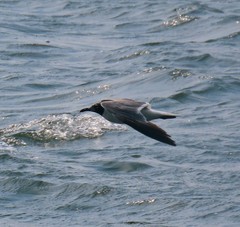 Leucophaeus atricilla megalopterus