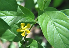 Mandevilla foliosa