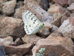 Parnassius behrii