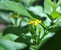 Mandevilla foliosa