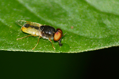 Hedriodiscus trivittatus