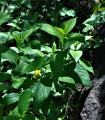 Mandevilla foliosa