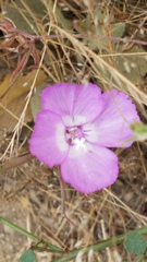 Clarkia lewisii