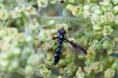 Pelecinobaccha costata