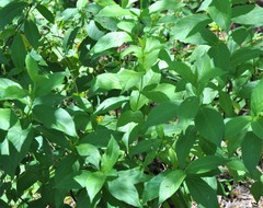 Mandevilla foliosa