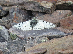Parnassius behrii