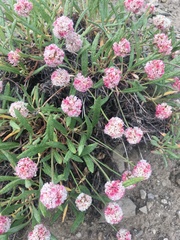 Eriogonum coloradense