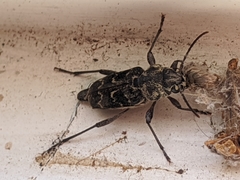 Xylotrechus nauticus