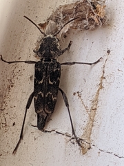 Xylotrechus nauticus
