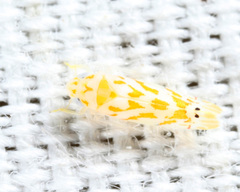 Eratoneura restricta