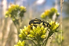 Acmaeodera amplicollis