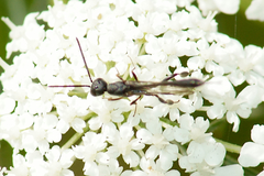 Gasteruption assectator