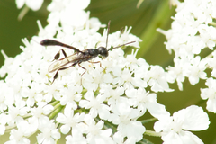 Gasteruption assectator