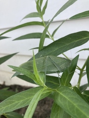 Microcentrum rhombifolium