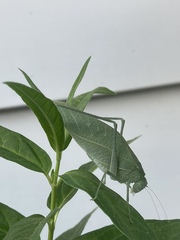 Microcentrum rhombifolium