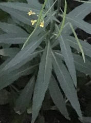 Erysimum cheiranthoides