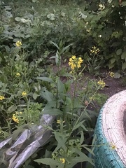 Erysimum cheiranthoides