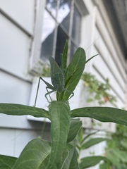 Microcentrum rhombifolium