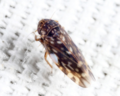 Xestocephalus superbus