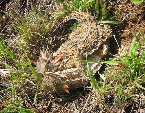 Blainville's Horned Lizard, San Diego County, US-CA, US, photo 7 of 10